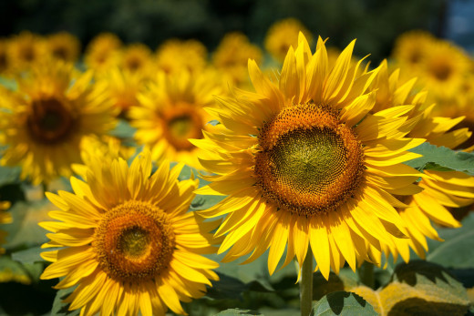 749746 (a): :2048x1365